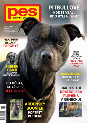 Pes přítel člověka