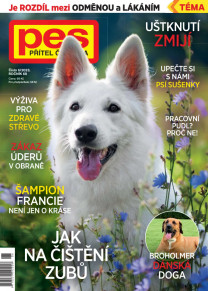 Pes přítel člověka